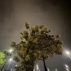 مطلوب شقق عزاب غرفتين وصالة ودورتين مياة حدود 2000