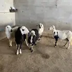 ضان للبيع