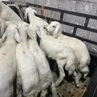 طليان العدد 10 ع السوم الموقع جنوب الطايف قياء بني الحارث
