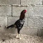 دجاج باكستاني