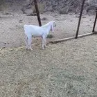 تيس فحل صنف