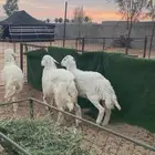 بهم حري خرفان جذعان