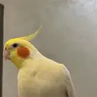 للبيع ذكر كروان لاتينو متكلم اليف هدد مزاجي