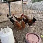 ديوك للبيع((تم البيع))