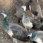 طواويس