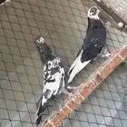 للبيع ذكر باكستاني رام وذكر قطيفي