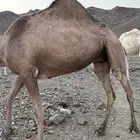 ناقه للبيع وصل السوم 9600