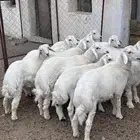 طليان ذبايح حري مقفله شحم