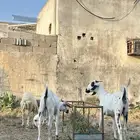 ماعز بيشي للبيع قبل بدل ضان