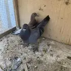حمام للبيع