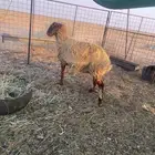 نعجه نعيميه دافع