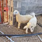 رخال