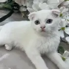 كيتن سكوتش فولد ( للبيع )