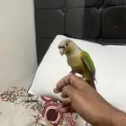 عرض جوز كنيور اليف جدا هدد داخلي