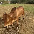 عجل للبيع
