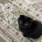 قط للبيع السعر قابل للتفارض