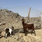 عنر كاموريه تحتها تيس