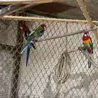 ببغاء الروزلا