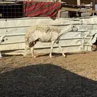 نعجه حريه والد