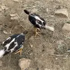 فروخ شامو ياباني للبيع