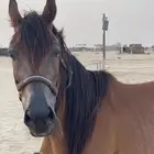 فرس شعبية شيخه (يوجد بيع تقسيط بشروط)