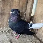 انثى قطيفي