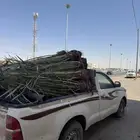 نخيل لبيع
