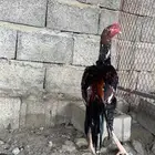 زوج سندي