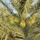 تمر خلاص وخضري اشيقر فاخر