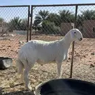 خروف صنف حري