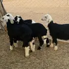 بهم نجد
