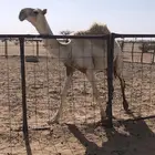 قعود قصب طيب مفرود شرق عفيف