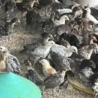 صوص دجاج بلدي