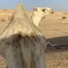 بكره عمرها سنه ونص