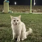 قطه تبني