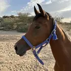 فرس واهو