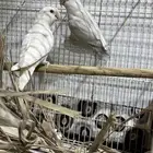 جوز روز منتج انثى البينو الذكر بلد