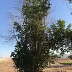 شجر للبيع عمرها قرابة 8 سنوات