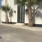 نخل واشنطني امريكي