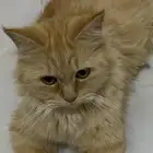 انثى شيرازي تبني