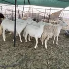 شياه حريات دفيع على السونار