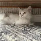 قطه لتبني انثى