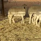 حايل شحم ( تم البيع)