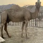بعير ساحلي ساس حليب وديس