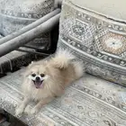 انثى بومرينيان تيدي فيس