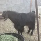 تيس فحل