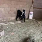 تيس للبيع مخصي