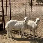 حريه معه ولده