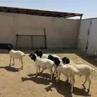 6- برابر مرابي 3 شهور