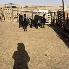 معزا عوارض رغايث